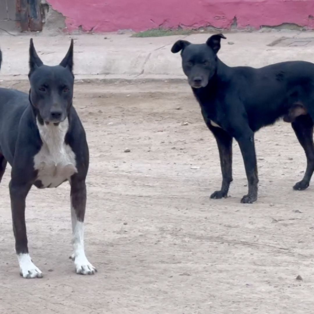 Investigan Presunto Caso de Maltrato Animal Tras Muerte de ‘Roky’ en Ensenada